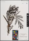 Foto von Salix eleagnos Scop.